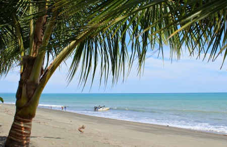 view of beach and fishing boat, framed by a palm tree